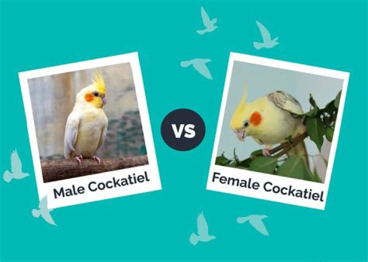 Do cockatiels get annoyed?
