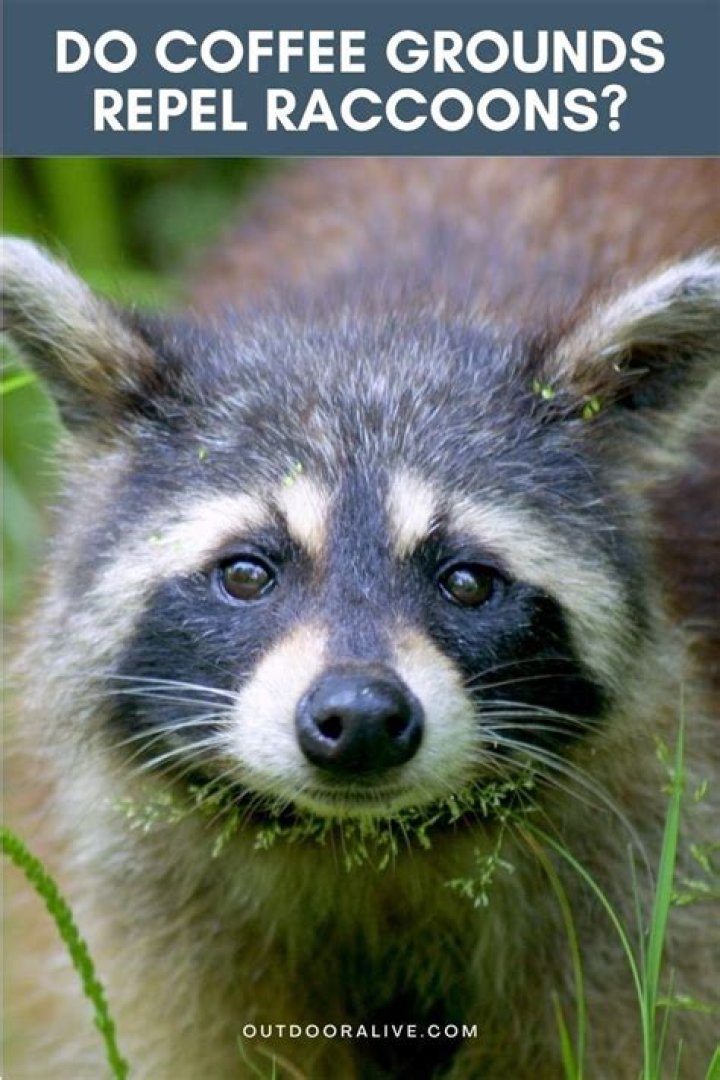 Do coffee grounds keep raccoons away?