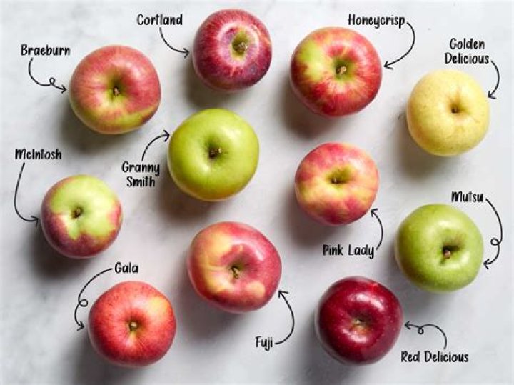 Do cows get drunk off apples?