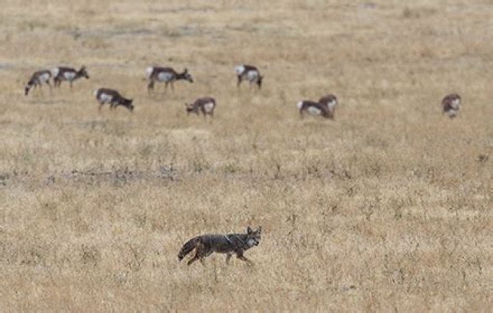 Do coyotes hunt in packs or alone?