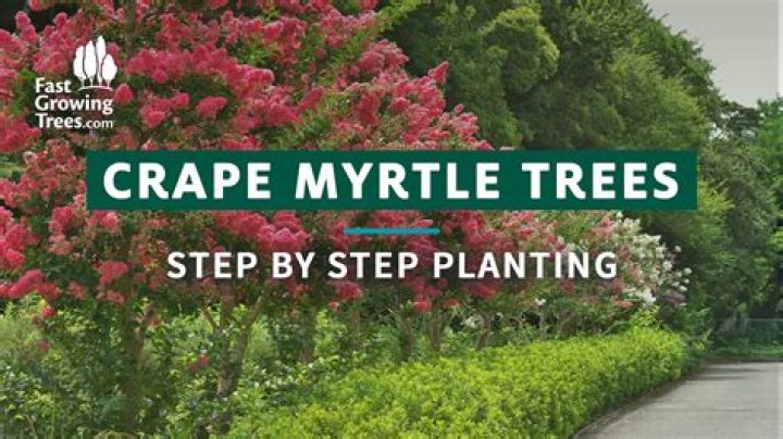 Do crepe myrtles have invasive root systems?