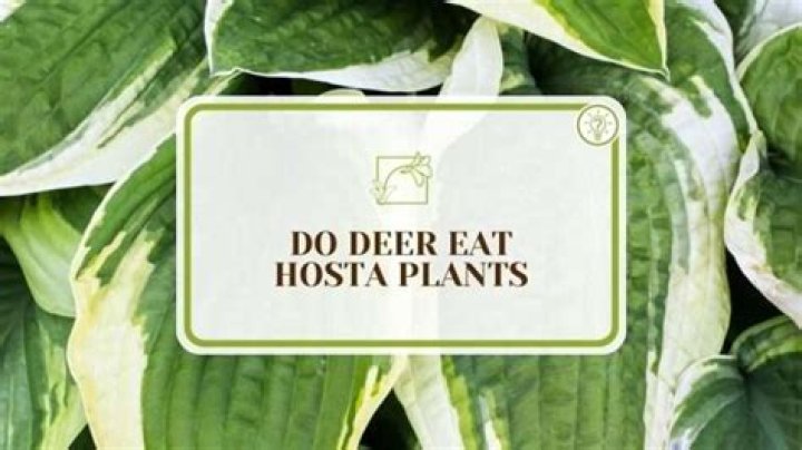 Do deer eat hosta plants?