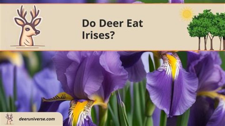 Do deer eat irises?