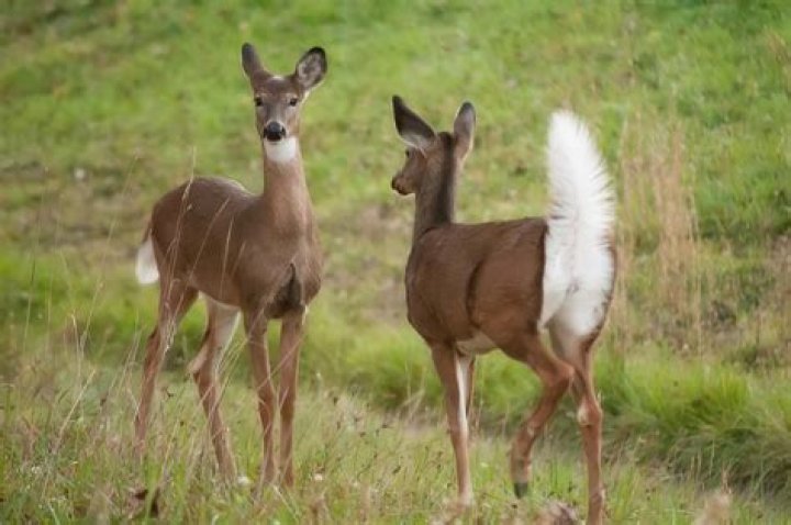 Do deer wag their tails when happy?