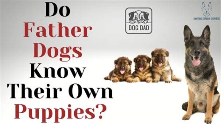 Do dog dads know their puppies?