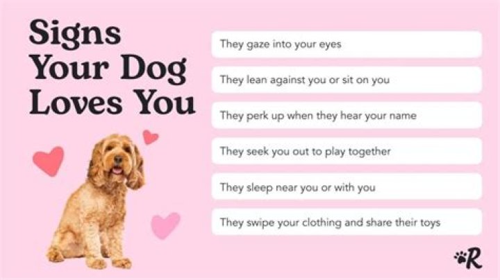 Do dogs genuinely love us?