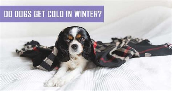 Do dogs get cold in the night?