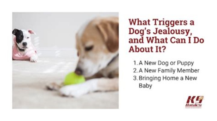 Do dogs get jealous of newborn babies?
