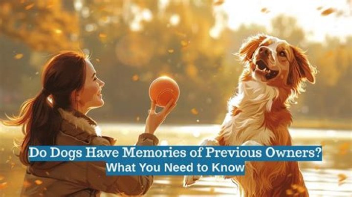 Do dogs have memories?