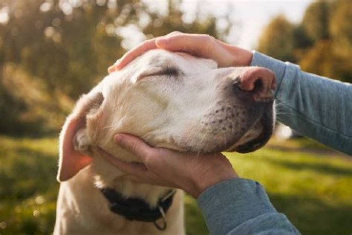 Do dogs know when were laughing at them?