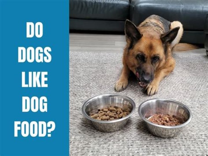 Do dogs like fans on them?