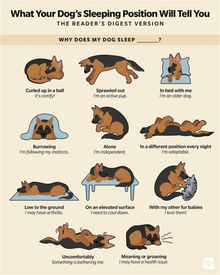 Do dogs like sleeping on bed?