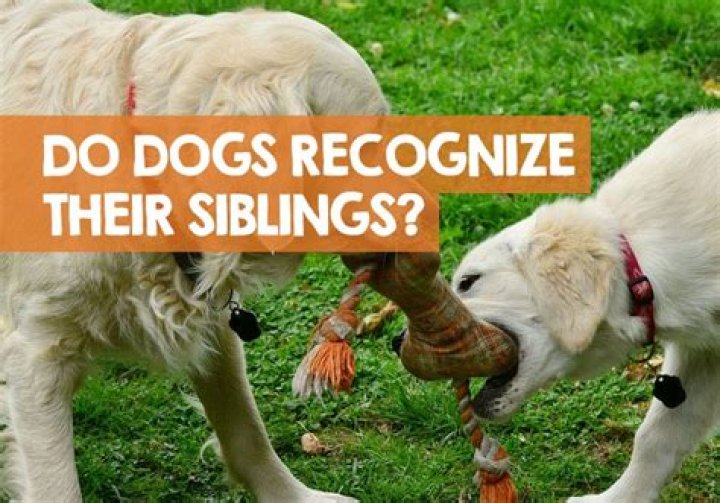Do dogs recognize their siblings?