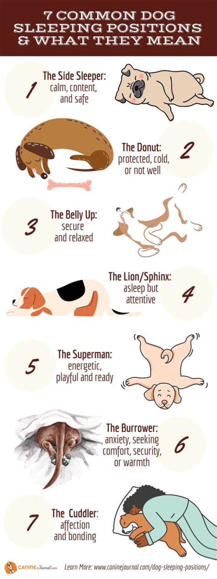 Do dogs sleep a lot when its cold?