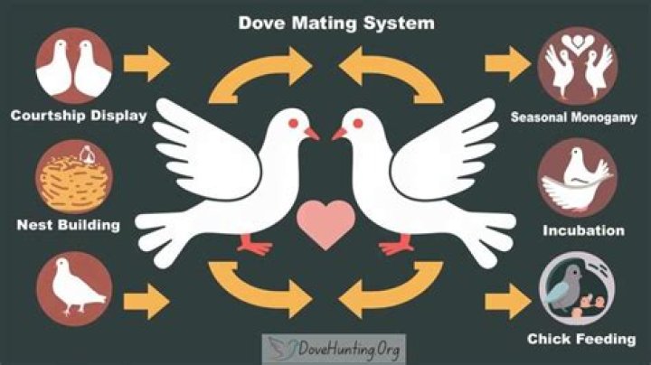 Do doves mate for life?
