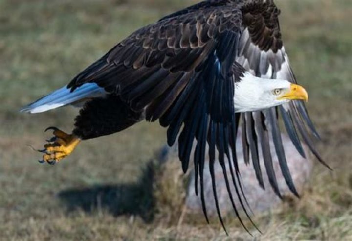 Do eagles eat dogs?