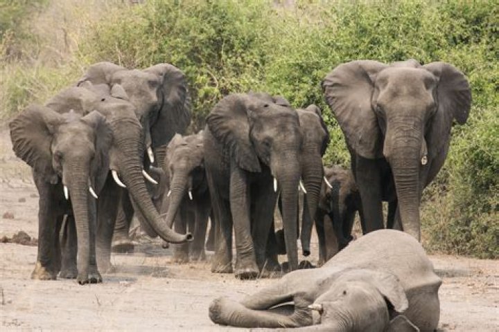 Do elephants have funerals?