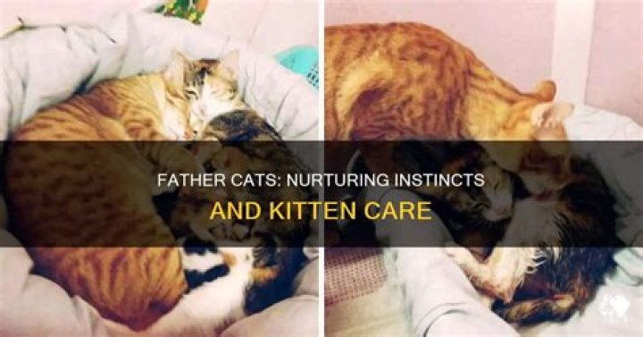 Do Father cats care about their kittens?