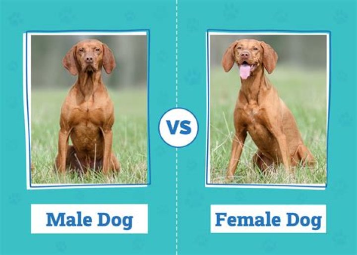 Do female dogs change after having puppies?
