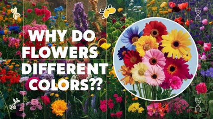 Do flowers have senses?