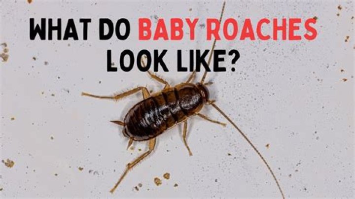 Do frozen roaches come back to life?