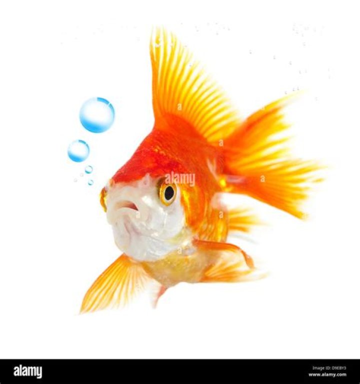 Do goldfish play with bubbles?