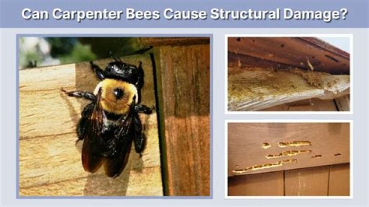 Do Ground bees cause damage?