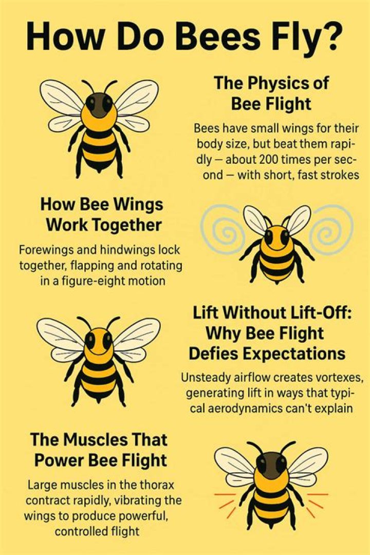Do Ground bees fly?