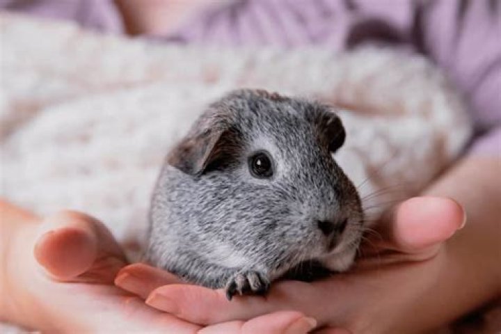 Do guinea pigs enjoy being petted?