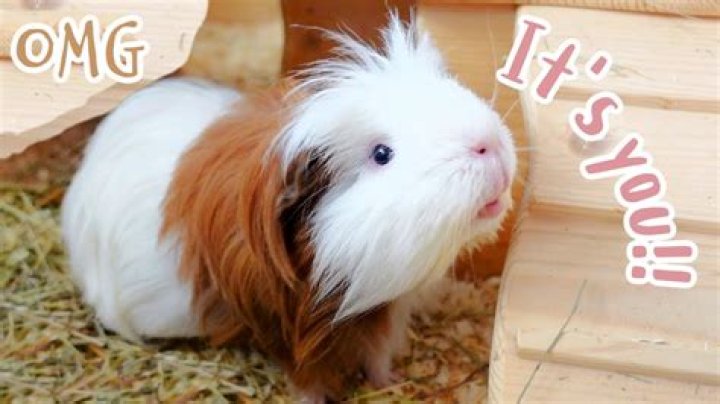 Do guinea pigs kiss?