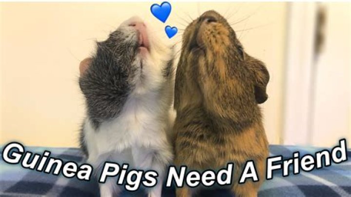 Do guinea pigs need a friend?