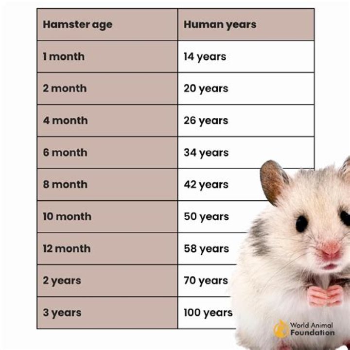 Do hamsters live for 3 years?