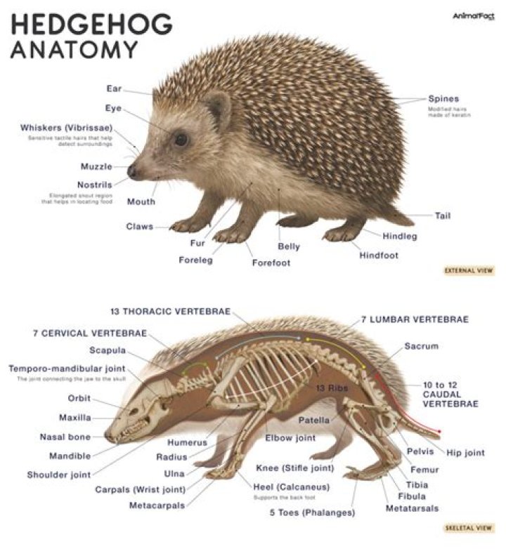 Do hedgehogs pee on you?