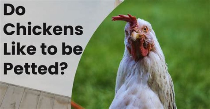 Do hens like being petted?
