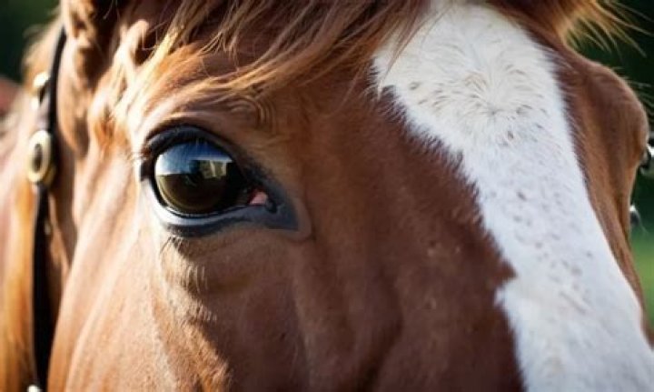 Do horses feel pain when ridden?