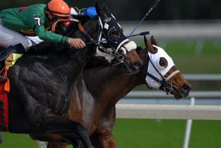 Do horses feel the whip?