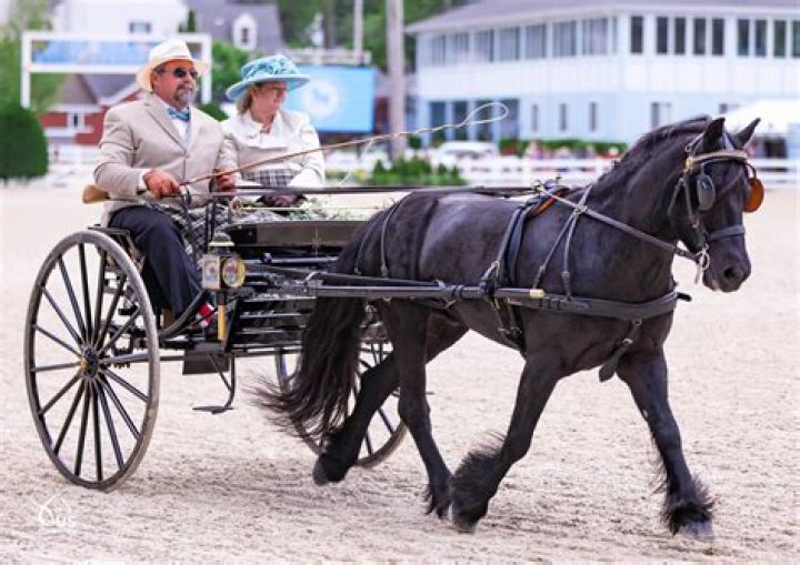 Do horses get sad when they are sold?