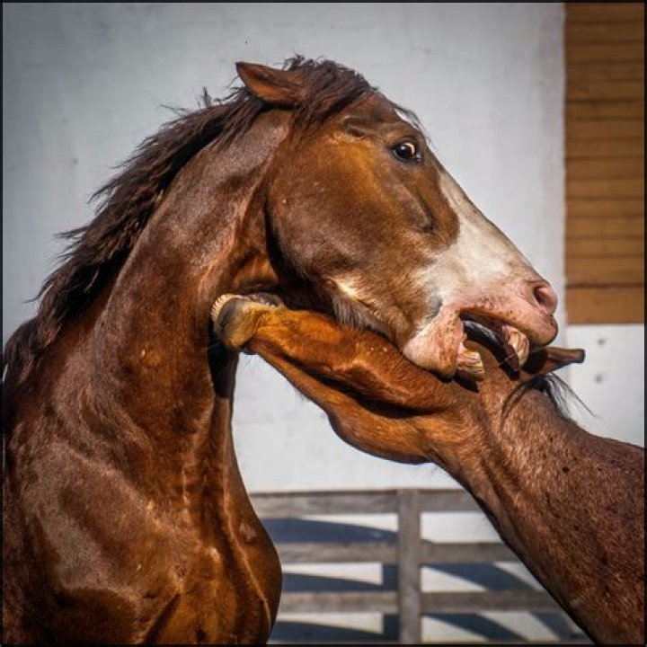 Do horses grieve when another horse dies?