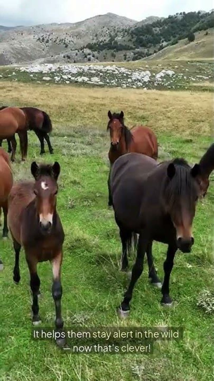 Do horses nap?