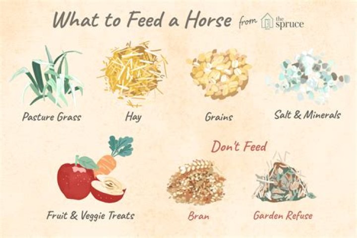 Do horses need grain every day?