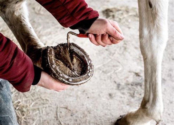 Do horses pick their owners?