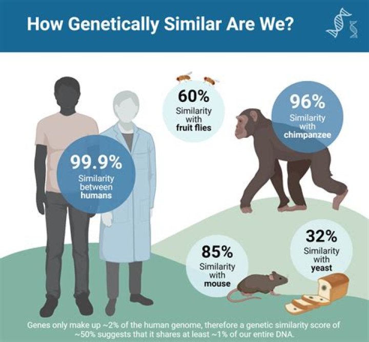 Do humans share DNA with monkeys?