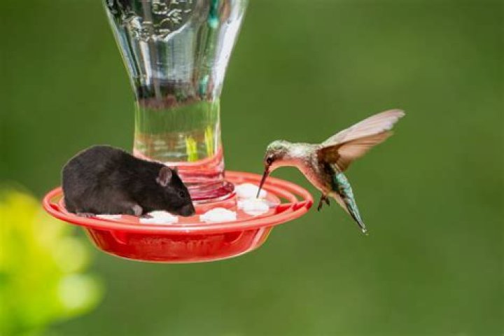 Do hummingbird feeders attract rats?