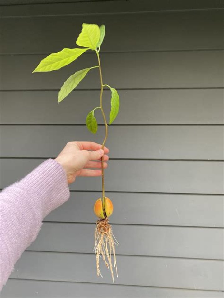 Do I bury the avocado seed?