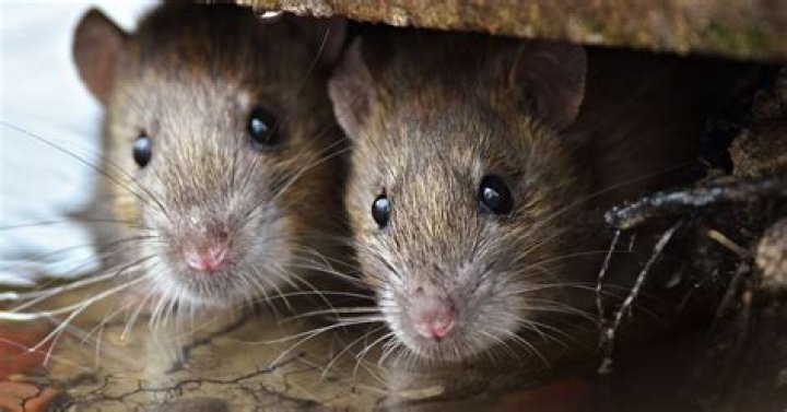 Do I have mice or rats?