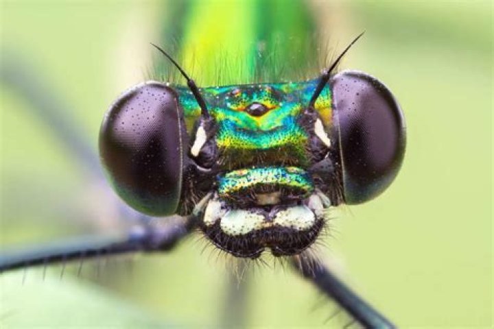 Do insects have thoughts?