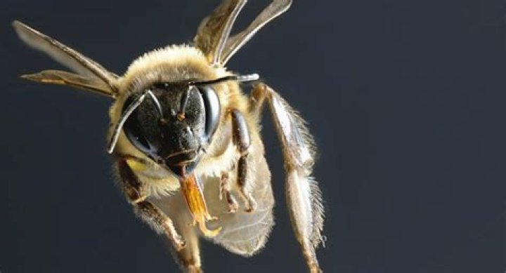 Do killer bees make honey?