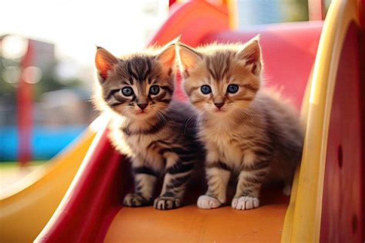 Do kittens like the dark?