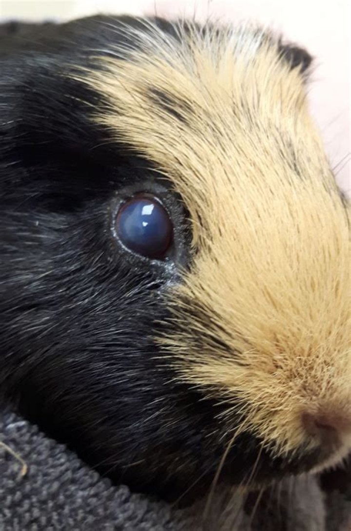Do LED lights hurt guinea pigs eyes?