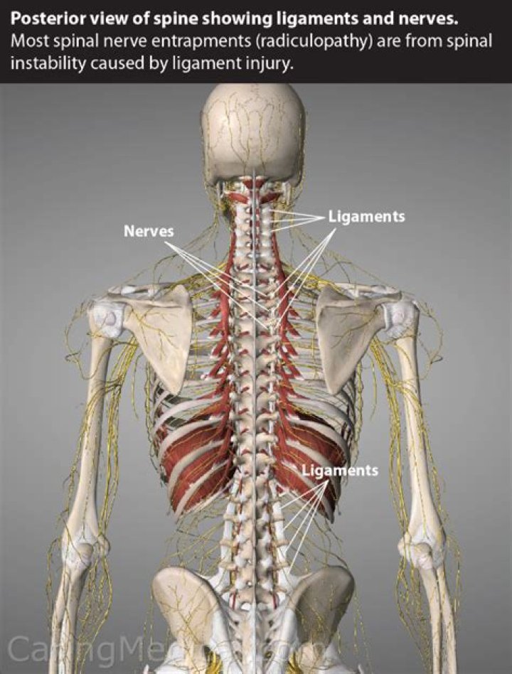 Do ligaments grow back?